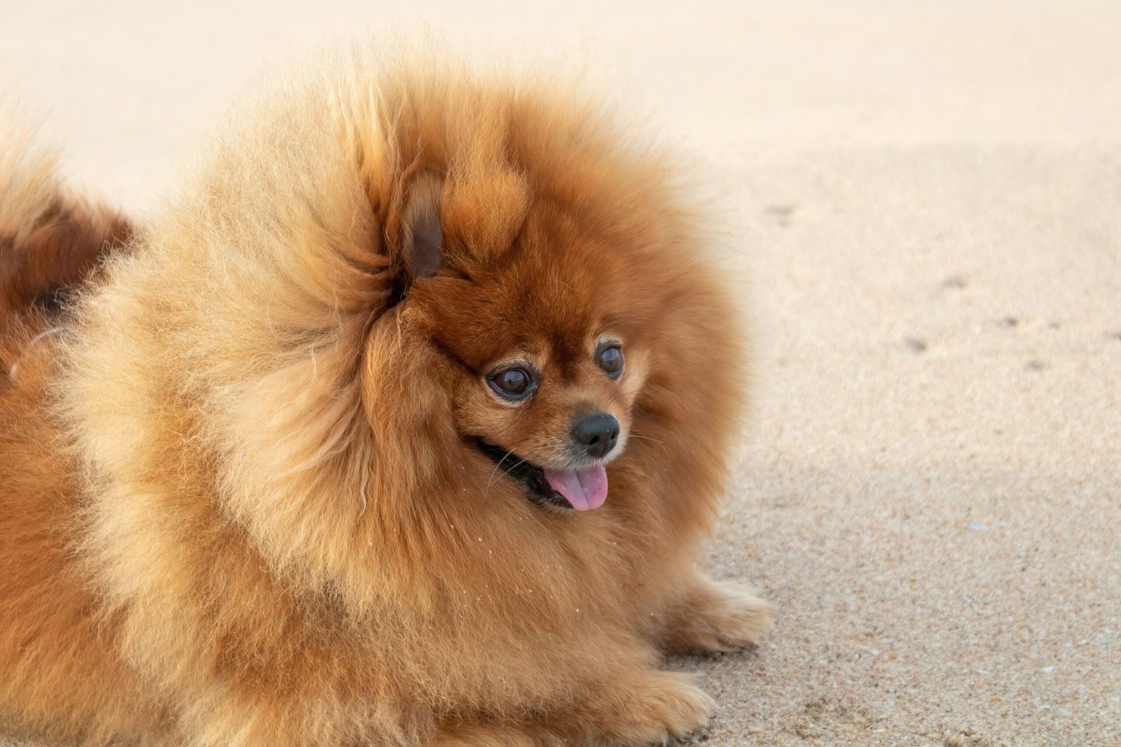 Pelo do Lulu da Pomerânia: tosa segura, queda e como evitar a alopecia