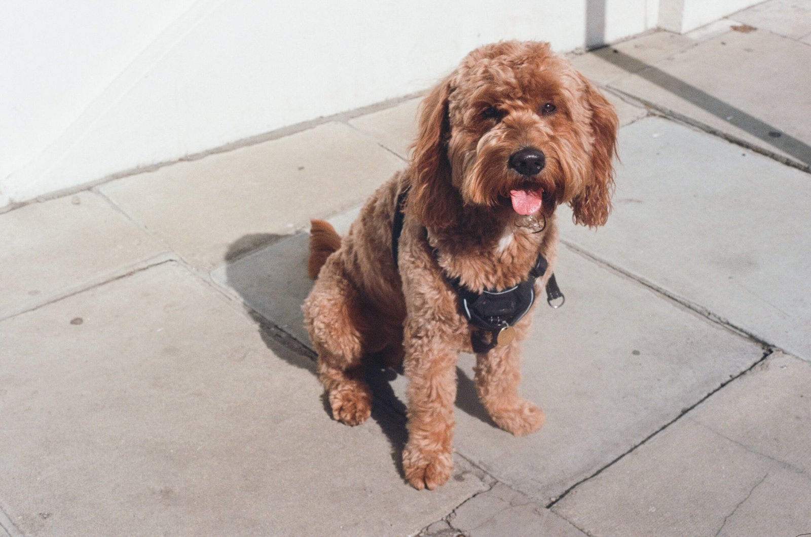 Goldendoodle no Brasil