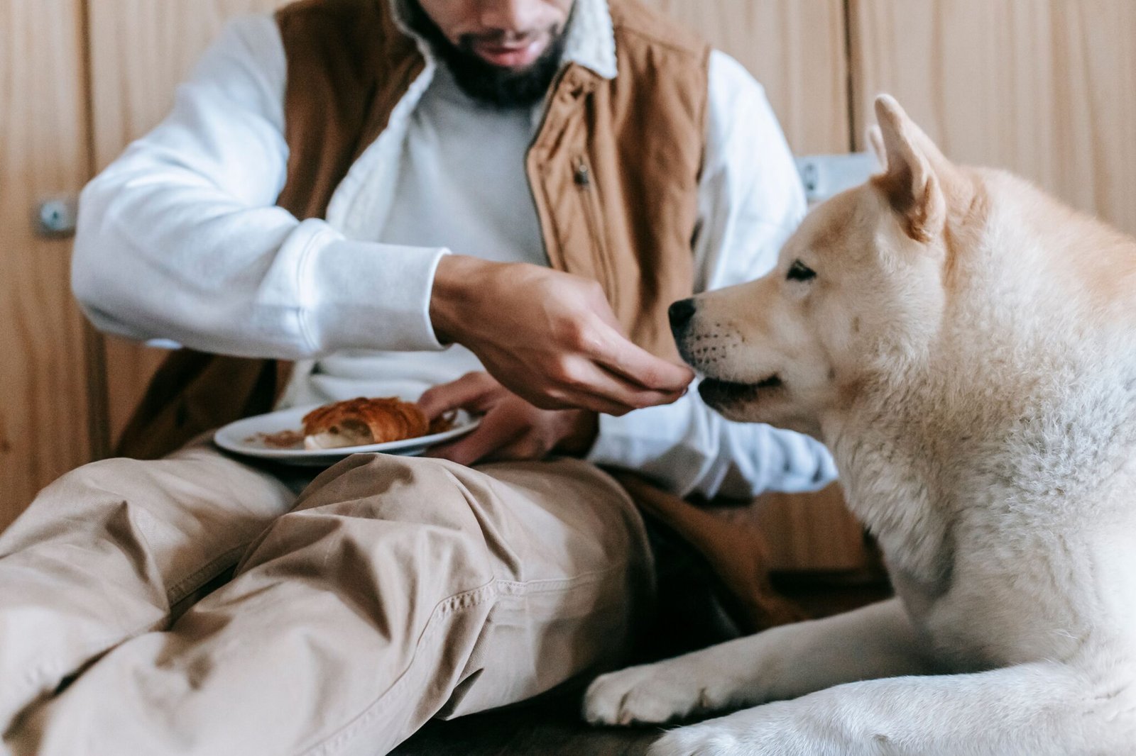 guia de alimentação de cães por fase de vida